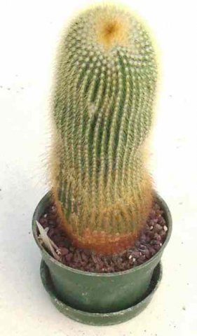 Notocactus_leninghausii_1